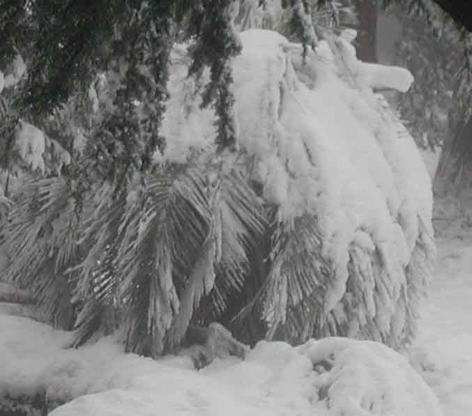Snowy palm tree